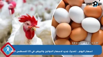 أسعار اليوم.. تحديث جديد لأسعار الدواجن والبيض في 25 أغسطس 2025